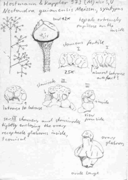 Vorschaubild Nectandra guianensis Meisn.